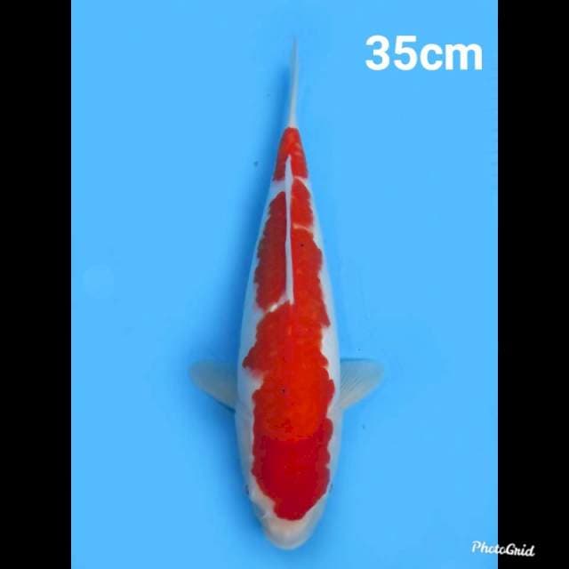 Red Kohaku 35cm