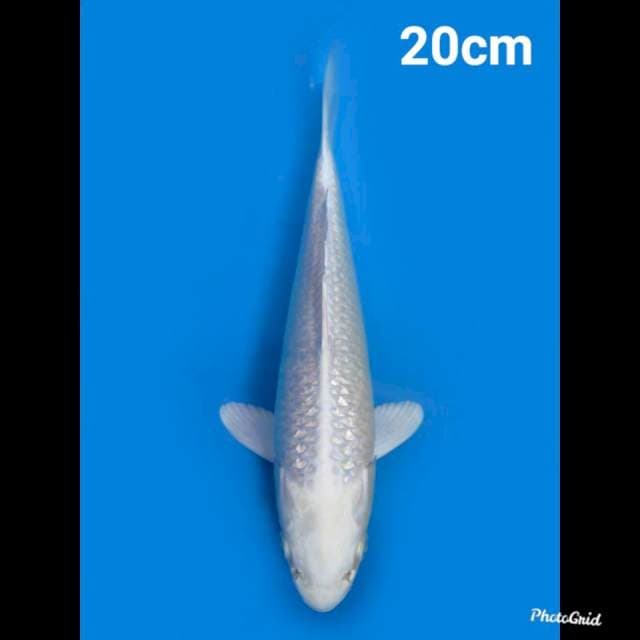Platinum Ginrin 20cm