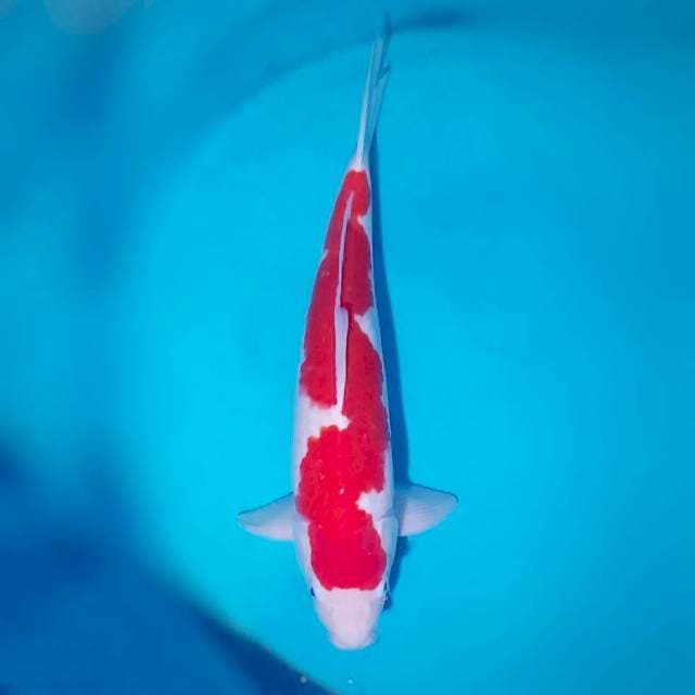 Kohaku Super Inazuma 46 cm male