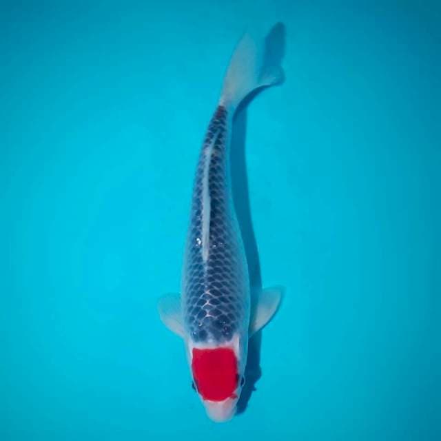 Tancho Goshiki Alus 25cm male
