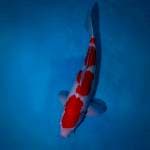 Kohaku 4 step original 35cm male