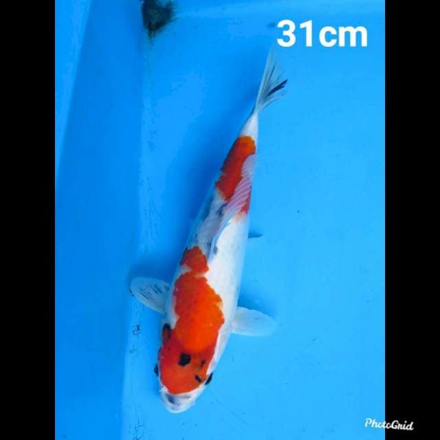 Kindai Showa Tategoi 31cm 