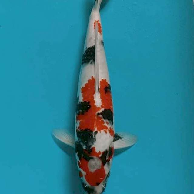 Showa kanoko