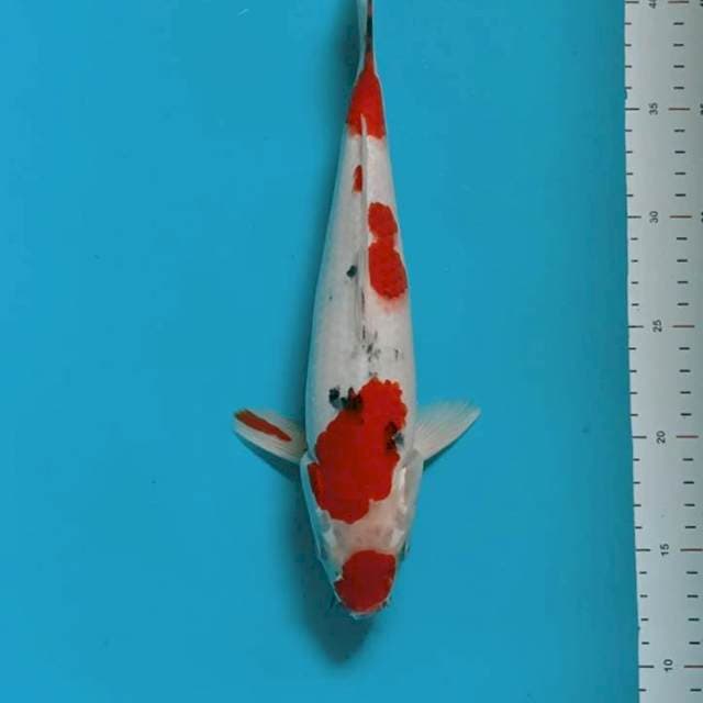 Red showa tategoi