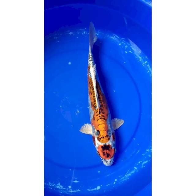 maruten kiko 38 cm