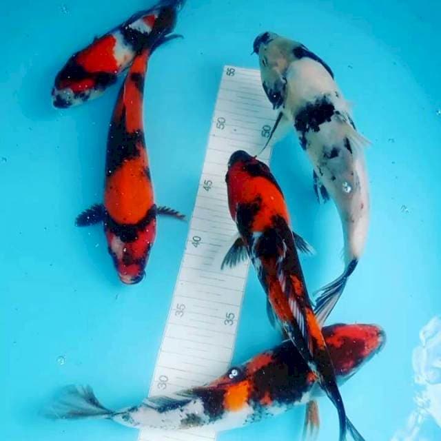Koi mik 👌👌