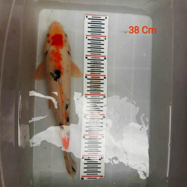 ××SANKE×× 38Cm