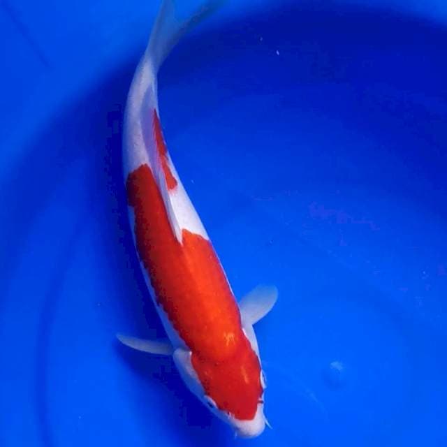 KOHAKU INAZUMA 29CM..🌶🌶🌶