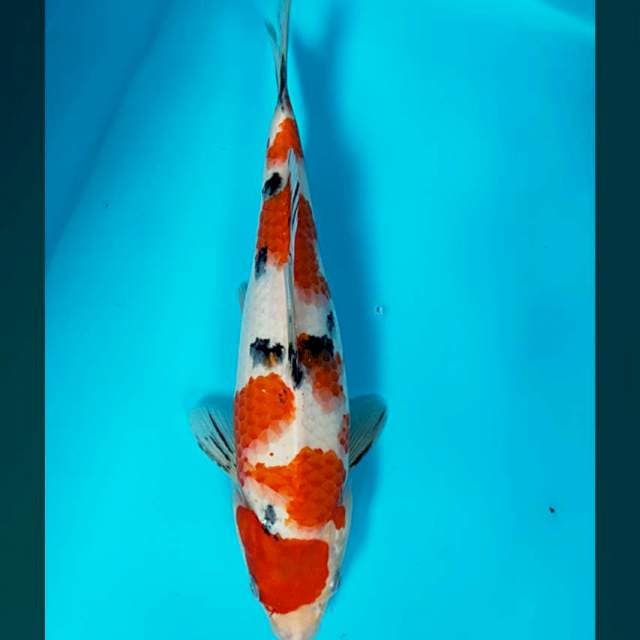 Maruten sanke 28cm