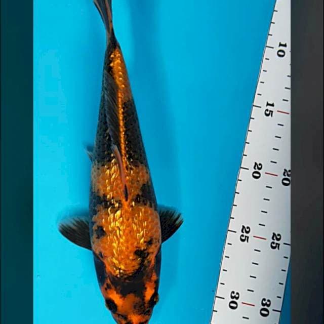 Kin hiu ginrin punuk 25cm
