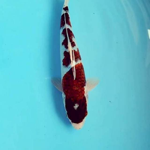 Goromo