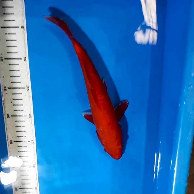 AKAHAJIRO RED STONG TEMBUS PERUT 28 CM