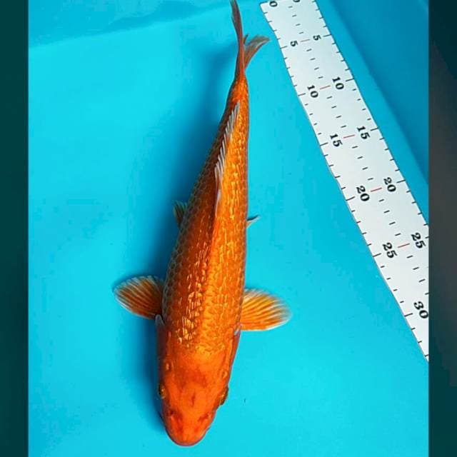 Orenji ginrin 32cm