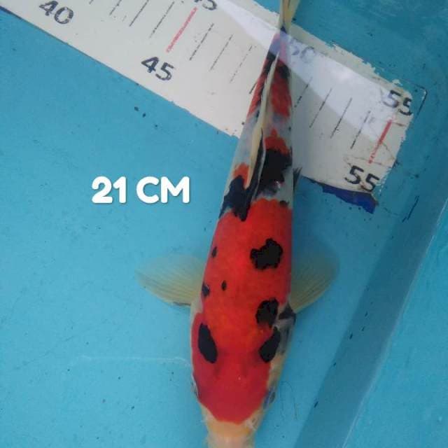 Sanke SQ 21 cm 👍