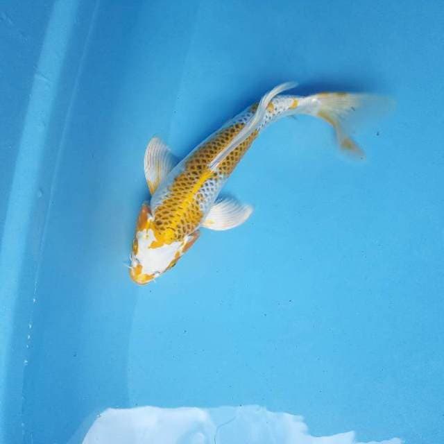 Kujaku kumpay 26cm