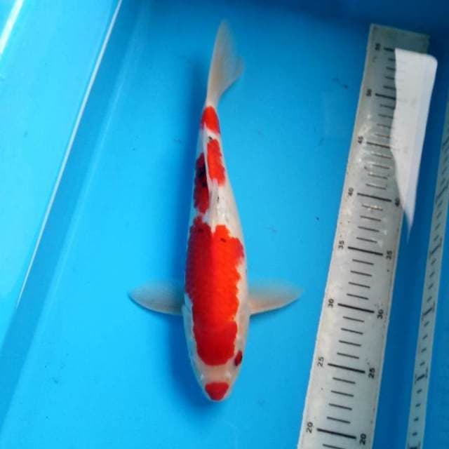 Kuchibeni sanke