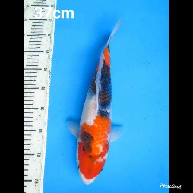 37cm Fml ,  Showa Tategoi Jumbo 