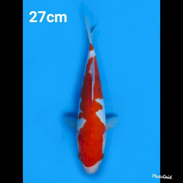 27cm Male , Sanke Doitsu Murni Ori 