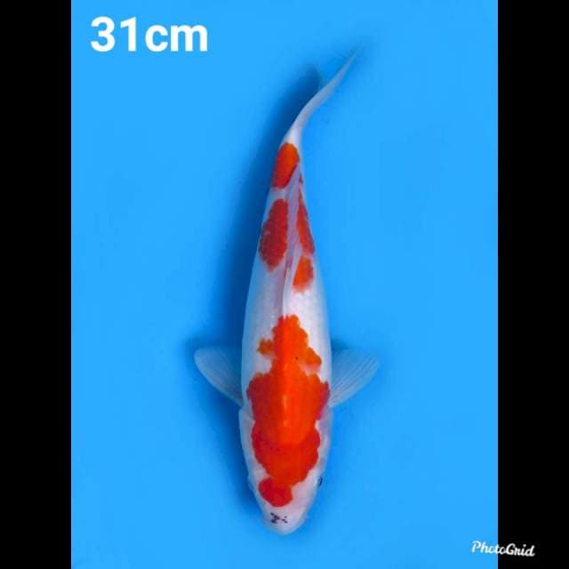 31cm Fml , Sandan Sanke Ori Tategoi