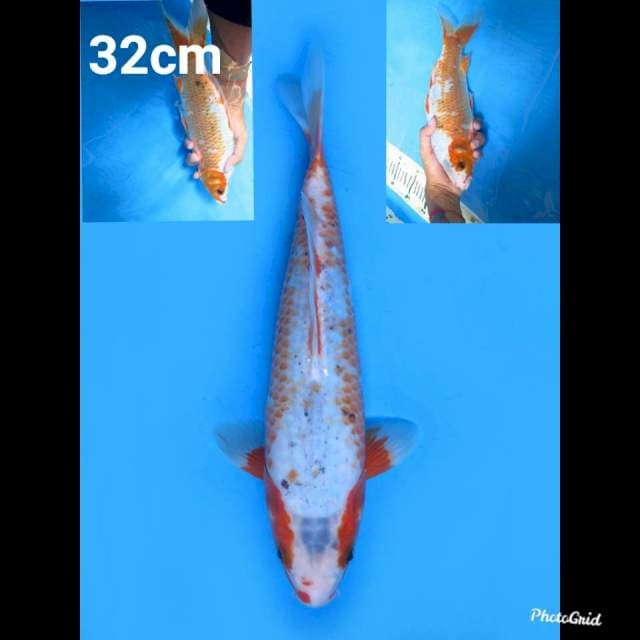 32cm Male , Asagi Kanoko