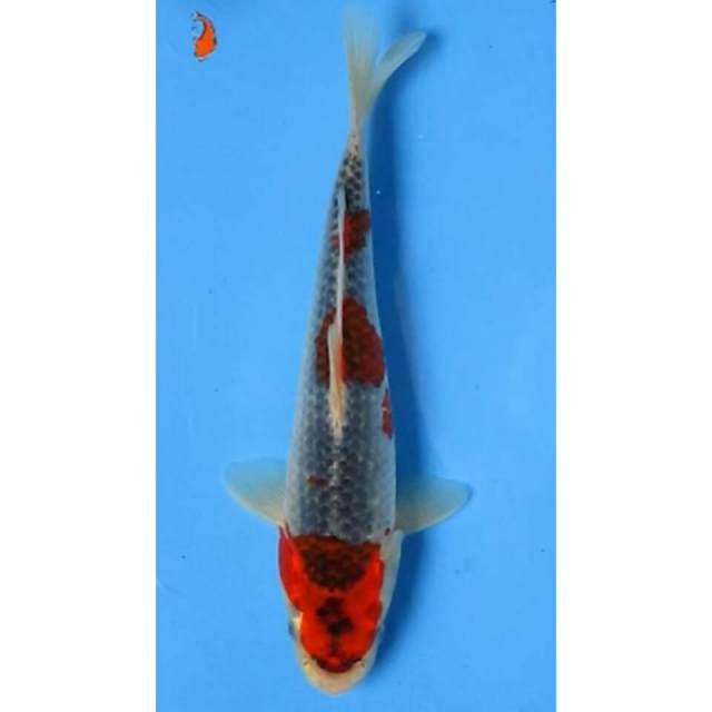 GOSHIKI 29CM