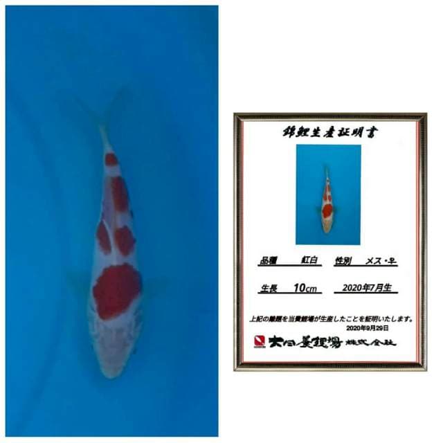 Kohaku super red import serty 20bu