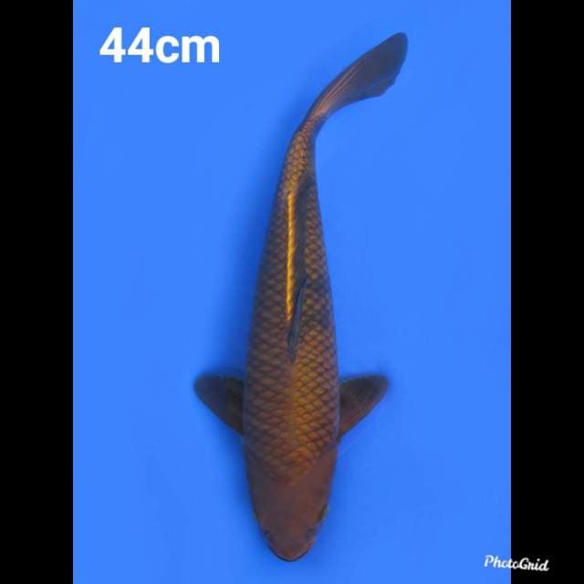44cm Fml , Chagoi Tembaga 