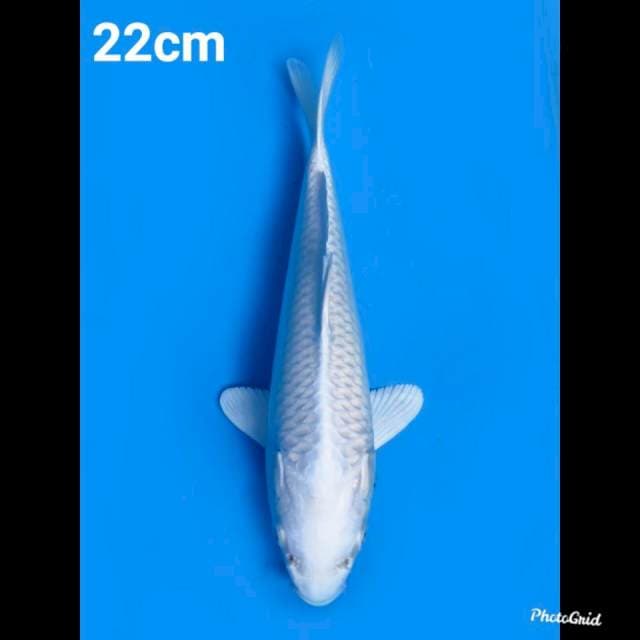 22cm Male , Platinum