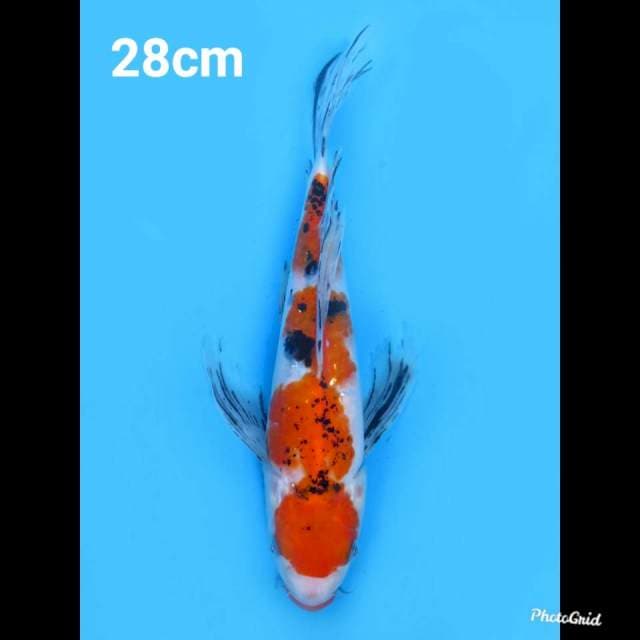 28cm Male , Kumpay Sanke