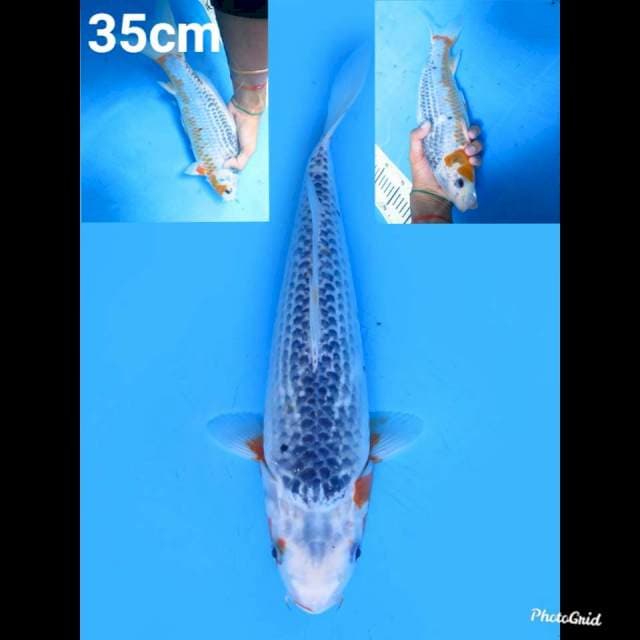 35cm Fml , Asagi