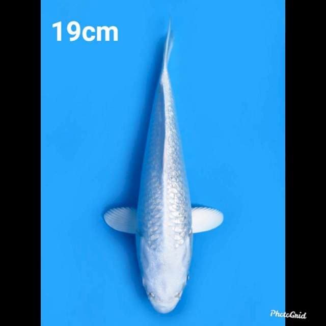19cm Male , Platinum Ginrin SQ