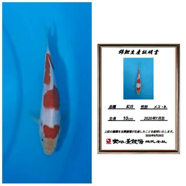 Super red kohaku dainichi 15cm