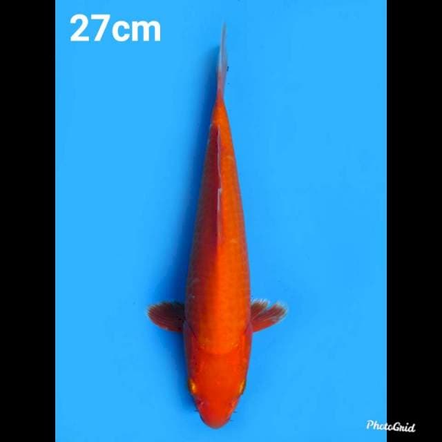 27cm Male , Benigoi Halus