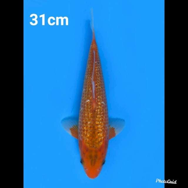 31cm Male , Aka Matsuba Ginrin 