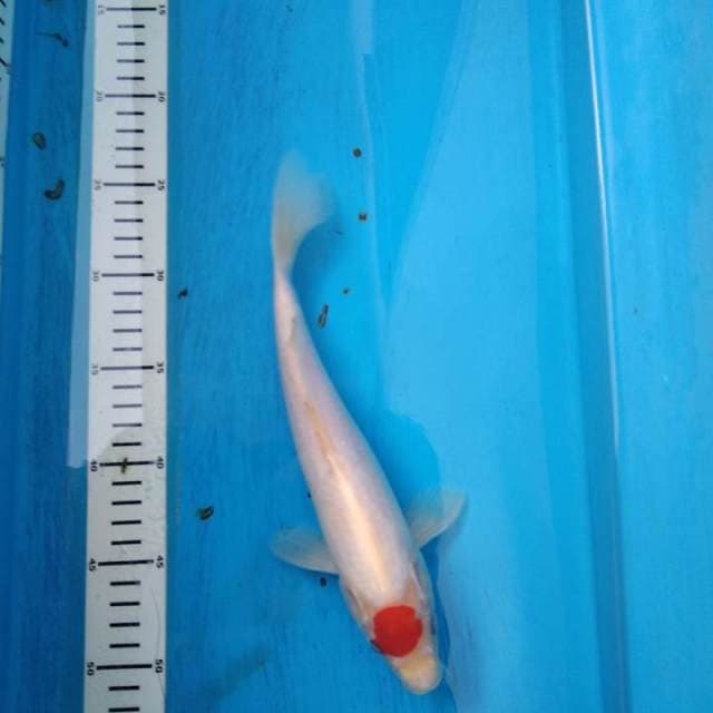 Tancho kohaku