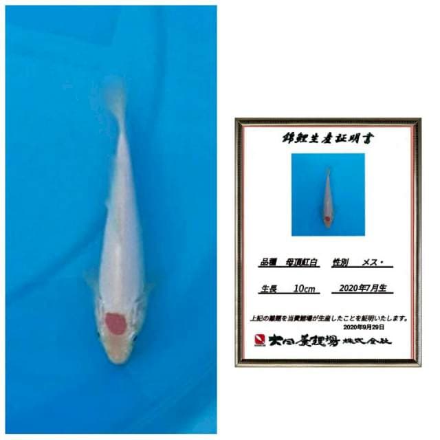 Super mulus tancho import 20bu