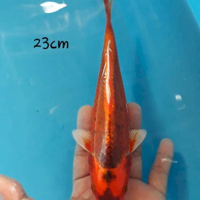 Red kabuto 23