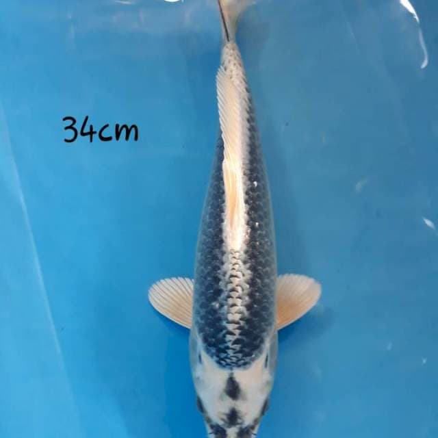 Ginkab 34 male