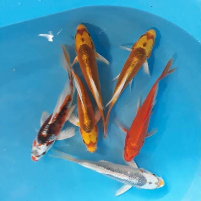 Kumpay 20