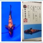 Hi Utsuri 21cm Shinoda Farm