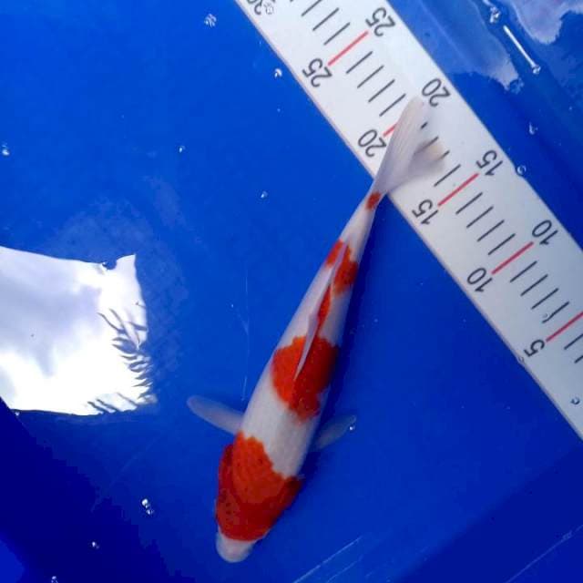 Kohaku Murmer