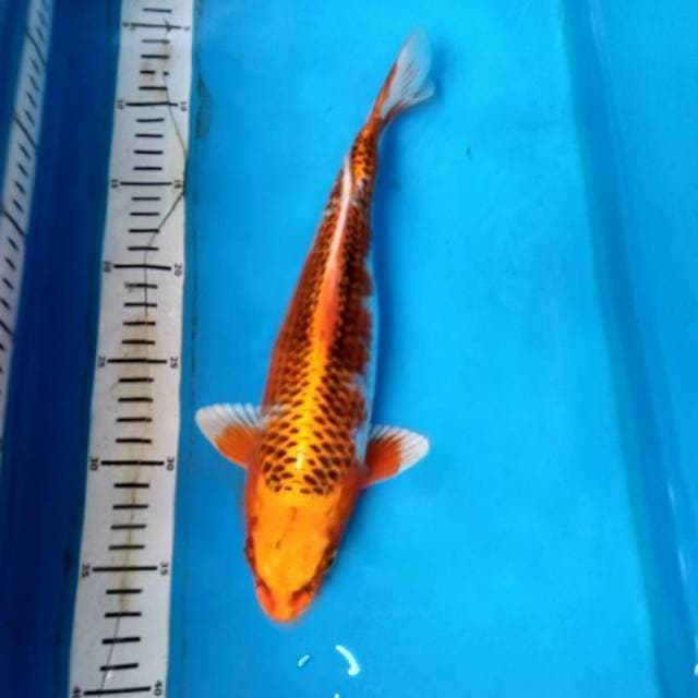 Kujaku Montok