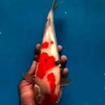 Sanke male 35cm
