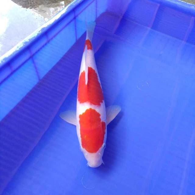Sandan kohaku