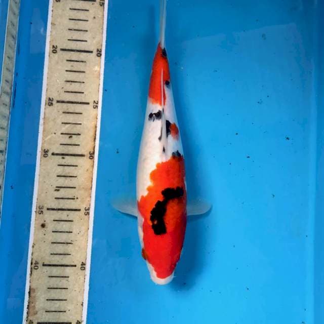 Sanke, 27 cm