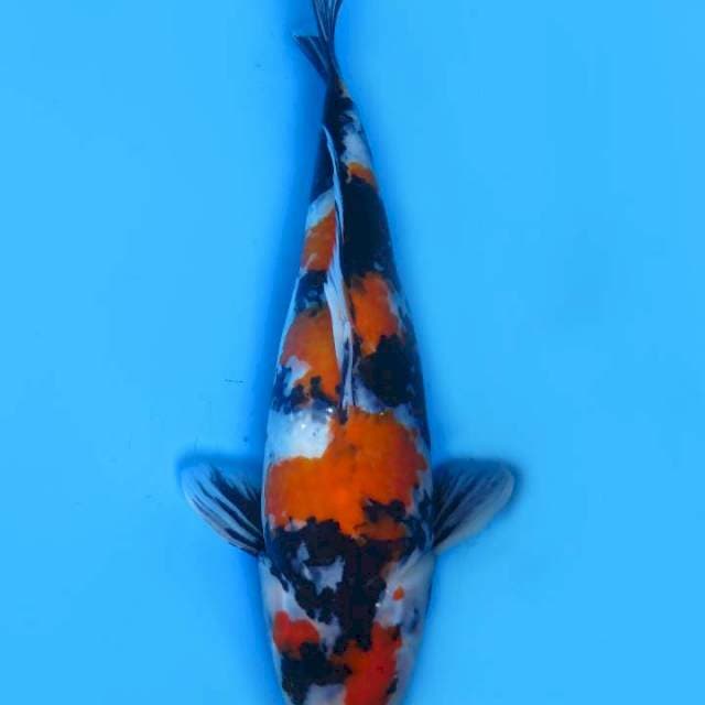 38cm , Showa Tategoi 