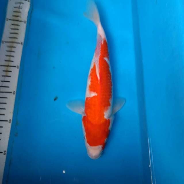 Kohaku Red strong