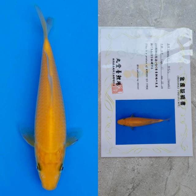marudo karashi 17cm serty