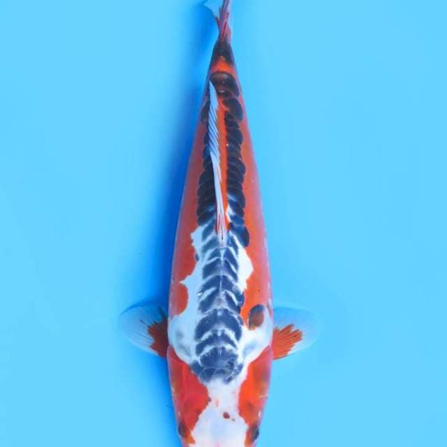 36cm , Super Red Shusui