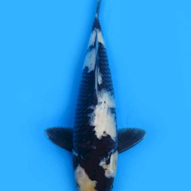 34cm , Shiro Utsuri